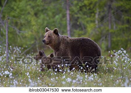 "Brown Bear (Ursus arctos) with cubs, Karelia, Finland, Europe" View Large Photo Image Stock Image - "Brown Bear (Ursus arctos) with cubs, Karelia, Finland, Europe". Fotosearch