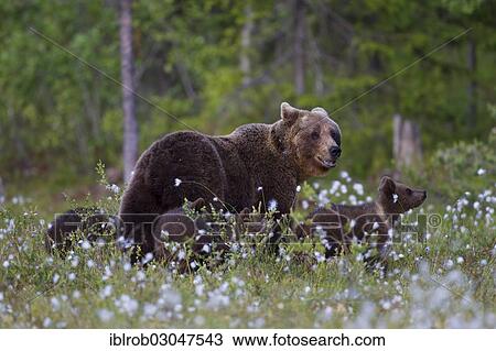 Stock Image - "Brown Bear (Ursus arctos) with cubs, Karelia, Finland, Europe". Fotosearch