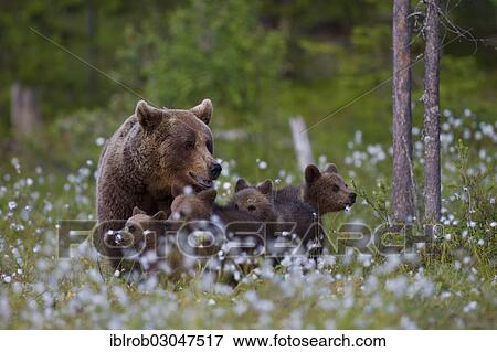 "Brown Bear (Ursus arctos) with cubs, Karelia, Finland, Europe" View Large Photo Image Stock Photo - "Brown Bear (Ursus arctos) with cubs, Karelia, Finland, Europe". Fotosearch
