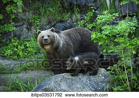 "Brown Bear (Ursus arctos) with its cubs, Langenberg Zoo, Adliswil, Canton of Zurich, Switzerland, Europe" View Large Photo Image Stock Image - "Brown Bear (Ursus arctos) with its cubs, Langenberg Zoo, Adliswil, Canton of Zurich, Switzerland, Europe". Fotosearch