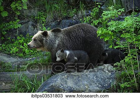 "Brown Bear (Ursus arctos) with its cubs, Langenberg Zoo, Adliswil, Canton of Zurich, Switzerland, Europe" View Large Photo Image Stock Image - "Brown Bear (Ursus arctos) with its cubs, Langenberg Zoo, Adliswil, Canton of Zurich, Switzerland, Europe". Fotosearch