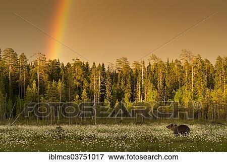 Stock Photo - "Brown Bear (Ursus arctos) with rainbow above forest, Suomussalmi, Karelia, Finland, Europe". Fotosearch