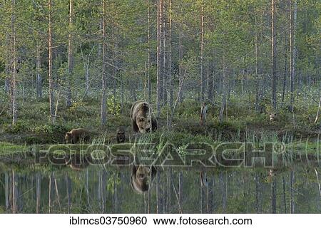 "Brown Bear (Ursus arctos) with three cubs by the water, Suomussalmi, Karelia, Finland, Europe" View Large Photo Image Stock Image - "Brown Bear (Ursus arctos) with three cubs by the water, Suomussalmi, Karelia, Finland, Europe". Fotosearch