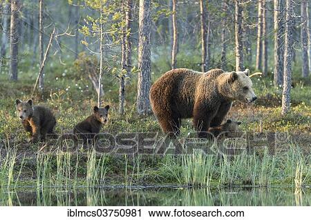 "Brown Bear (Ursus arctos) with three cubs, Suomussalmi, Karelia, Finland, Europe" View Large Photo Image Stock Image - "Brown Bear (Ursus arctos) with three cubs, Suomussalmi, Karelia, Finland, Europe". Fotosearch