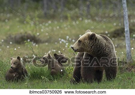 "Brown Bear (Ursus arctos) with three cubs, Suomussalmi, Karelia, Finland, Europe" View Large Photo Image Stock Photograph - "Brown Bear (Ursus arctos) with three cubs, Suomussalmi, Karelia, Finland, Europe". Fotosearch
