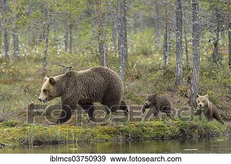 "Brown Bear (Ursus arctos) with two cubs, Suomussalmi, Karelia, Finland, Europe" View Large Photo Image Stock Photo - "Brown Bear (Ursus arctos) with two cubs, Suomussalmi, Karelia, Finland, Europe". Fotosearch