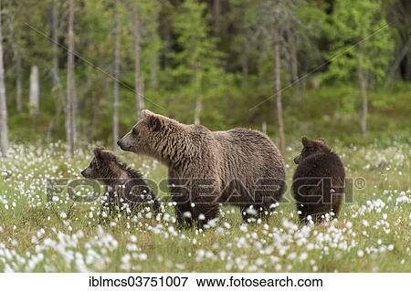 "Brown Bear (Ursus arctos) with two cubs in cotton grass, Suomussalmi, Karelia, Finland, Europe" View Large Photo Image Stock Photo - "Brown Bear (Ursus arctos) with two cubs in cotton grass, Suomussalmi, Karelia, Finland, Europe". Fotosearch