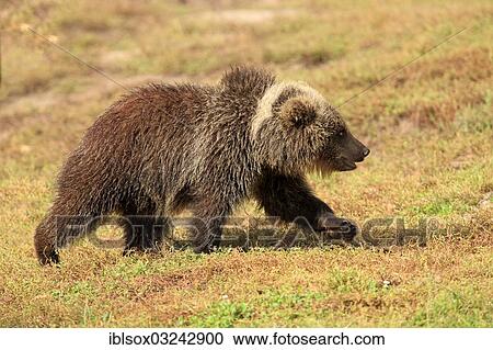 "Brown Bear (Ursus arctos), young, cub, on foot, captive, Baden-Wurttemberg, Germany, Europe" View Large Photo Image Stock Image - "Brown Bear (Ursus arctos), young, cub, on foot, captive, Baden-Wurttemberg, Germany, Europe". Fotosearch