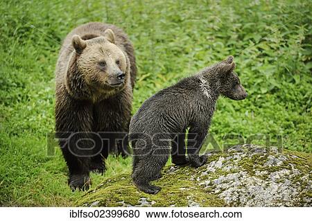 "Brown bears (Ursus arctos) a sow and a cub, animal park, Bavarian Forest National Park, Bavaria, Germany, Europe" View Large Photo Image Stock Image - "Brown bears (Ursus arctos) a sow and a cub, animal park, Bavarian Forest National Park, Bavaria, Germany, Europe". Fotosearch