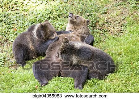 "Brown Bears (Ursus arctos), adult female suckling her cubs, captive, Bavarian Forest National Park, Bavaria, Germany, Europe" View Large Photo Image Stock Image - "Brown Bears (Ursus arctos), adult female suckling her cubs, captive, Bavarian Forest National Park, Bavaria, Germany, Europe". Fotosearch