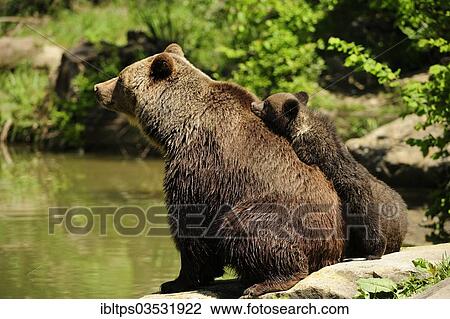 "Brown Bears (Ursus arctos), cub, 4 months, trying to climb onto its mother's back, Adliswil, Canton of Zurich, Switzerland, Europe" View Large Photo Image Stock Image - "Brown Bears (Ursus arctos), cub, 4 months, trying to climb onto its mother's back, Adliswil, Canton of Zurich, Switzerland, Europe". Fotosearch