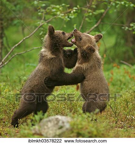 "Brown Bears (Ursus arctos), cubs, Suomussalmi, Kainuu, Finland, Europe" View Large Photo Image Stock Image - "Brown Bears (Ursus arctos), cubs, Suomussalmi, Kainuu, Finland, Europe". Fotosearch