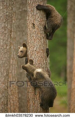 "Brown Bears (Ursus arctos), cubs climbing a tree, Suomussalmi, Kainuu, Finland, Europe" View Large Photo Image Stock Image - "Brown Bears (Ursus arctos), cubs climbing a tree, Suomussalmi, Kainuu, Finland, Europe". Fotosearch