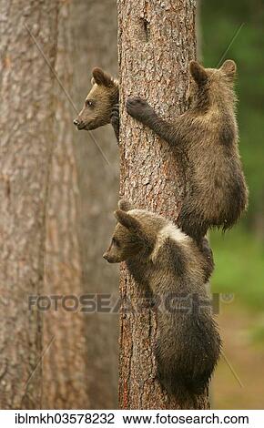 "Brown Bears (Ursus arctos), cubs climbing a tree, Suomussalmi, Kainuu, Finland, Europe" View Large Photo Image Stock Image - "Brown Bears (Ursus arctos), cubs climbing a tree, Suomussalmi, Kainuu, Finland, Europe". Fotosearch