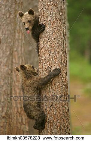 "Brown Bears (Ursus arctos), cubs climbing a tree, Suomussalmi, Kainuu, Finland, Europe" View Large Photo Image Stock Photo - "Brown Bears (Ursus arctos), cubs climbing a tree, Suomussalmi, Kainuu, Finland, Europe". Fotosearch