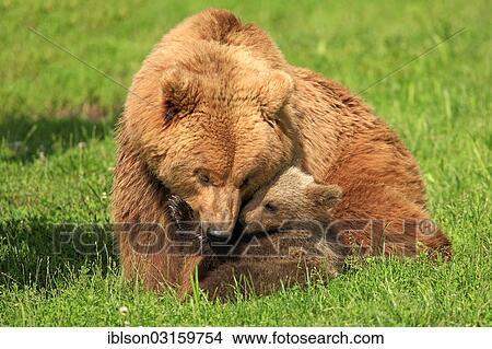 "Brown Bears (Ursus arctos), female with a cub, captive, Baden-Wurttemberg, Germany, Europe" View Large Photo Image Picture - "Brown Bears (Ursus arctos), female with a cub, captive, Baden-Wurttemberg, Germany, Europe". Fotosearch