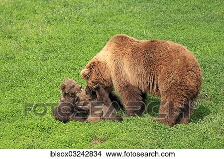 "Brown Bears (Ursus arctos), female with three cubs, captive, Baden-Wurttemberg, Germany, Europe" View Large Photo Image Picture - "Brown Bears (Ursus arctos), female with three cubs, captive, Baden-Wurttemberg, Germany, Europe". Fotosearch