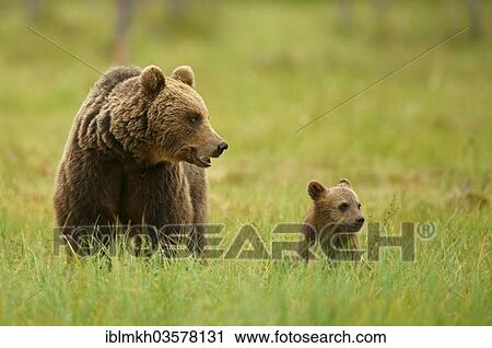 "Brown Bears (Ursus arctos), female with a cub, Suomussalmi, Kainuu, Finland, Europe" View Large Photo Image Stock Image - "Brown Bears (Ursus arctos), female with a cub, Suomussalmi, Kainuu, Finland, Europe". Fotosearch