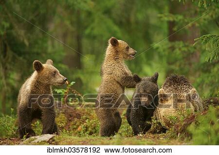 "Brown Bears (Ursus arctos), female with cubs, Suomussalmi, Kainuu, Finland, Europe" View Large Photo Image Stock Image - "Brown Bears (Ursus arctos), female with cubs, Suomussalmi, Kainuu, Finland, Europe". Fotosearch