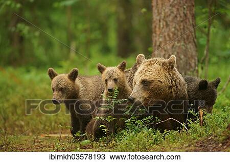 "Brown Bears (Ursus arctos), female with cubs, Suomussalmi, Kainuu, Finland, Europe" View Large Photo Image Stock Image - "Brown Bears (Ursus arctos), female with cubs, Suomussalmi, Kainuu, Finland, Europe". Fotosearch