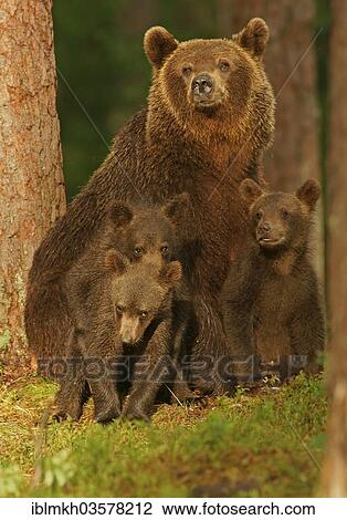"Brown Bears (Ursus arctos), female with cubs, Suomussalmi, Kainuu, Finland, Europe" View Large Photo Image Stock Image - "Brown Bears (Ursus arctos), female with cubs, Suomussalmi, Kainuu, Finland, Europe". Fotosearch