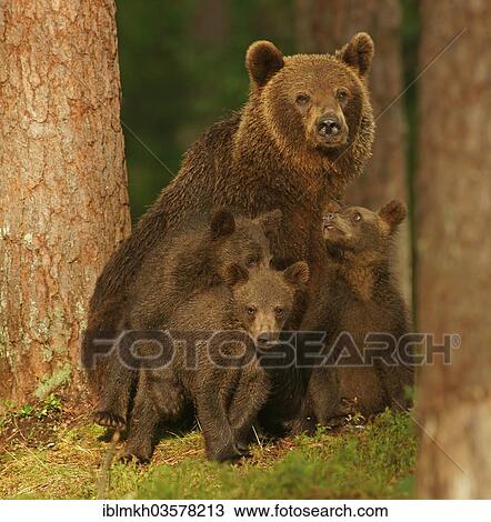 "Brown Bears (Ursus arctos), female with cubs, Suomussalmi, Kainuu, Finland, Europe" View Large Photo Image Stock Image - "Brown Bears (Ursus arctos), female with cubs, Suomussalmi, Kainuu, Finland, Europe". Fotosearch