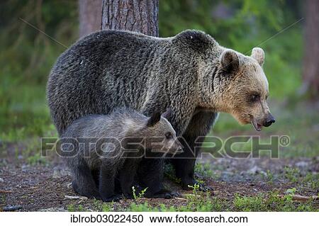"Brown Bears (Ursus arctos), female with a cub, Karelia, Finland, Europe" View Large Photo Image Stock Image - "Brown Bears (Ursus arctos), female with a cub, Karelia, Finland, Europe". Fotosearch