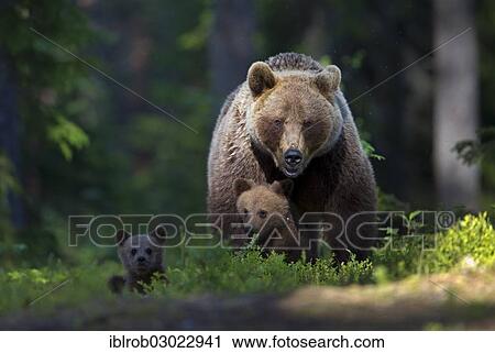 Stock Image - "Brown Bears (Ursus arctos), female with cubs, Karelia, Finland, Europe". Fotosearch