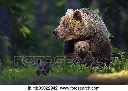 "Brown Bears (Ursus arctos), female with cubs, Karelia, Finland, Europe" View Large Photo Image Stock Image - "Brown Bears (Ursus arctos), female with cubs, Karelia, Finland, Europe". Fotosearch