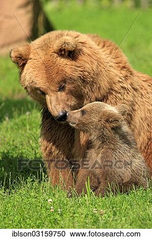 "Brown Bears (Ursus arctos), female with a cub, captive, Baden-Wurttemberg, Germany, Europe" View Large Photo Image Stock Image - "Brown Bears (Ursus arctos), female with a cub, captive, Baden-Wurttemberg, Germany, Europe". Fotosearch