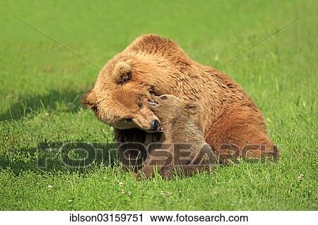 "Brown Bears (Ursus arctos), female with a cub, captive, Baden-Wurttemberg, Germany, Europe" View Large Photo Image Stock Image - "Brown Bears (Ursus arctos), female with a cub, captive, Baden-Wurttemberg, Germany, Europe". Fotosearch