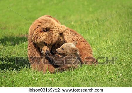 "Brown Bears (Ursus arctos), female with a cub, captive, Baden-Wurttemberg, Germany, Europe" View Large Photo Image Stock Image - "Brown Bears (Ursus arctos), female with a cub, captive, Baden-Wurttemberg, Germany, Europe". Fotosearch