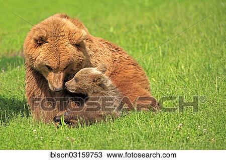 "Brown Bears (Ursus arctos), female with a cub, captive, Baden-Wurttemberg, Germany, Europe" View Large Photo Image Stock Image - "Brown Bears (Ursus arctos), female with a cub, captive, Baden-Wurttemberg, Germany, Europe". Fotosearch