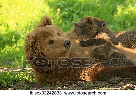 "Brown Bears (Ursus arctos), female with suckling cub, captive, Baden-Wurttemberg, Germany, Europe" View Large Photo Image Stock Image - "Brown Bears (Ursus arctos), female with suckling cub, captive, Baden-Wurttemberg, Germany, Europe". Fotosearch