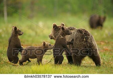 "Brown Bears (Ursus arctos), female with cubs, Suomussalmi, Kainuu, Finland, Europe" View Large Photo Image Stock Photo - "Brown Bears (Ursus arctos), female with cubs, Suomussalmi, Kainuu, Finland, Europe". Fotosearch