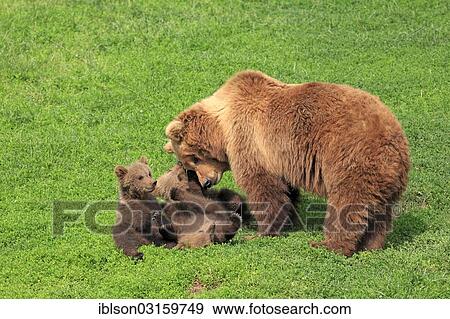Stock Photo - "Brown Bears (Ursus arctos), female with cubs, captive, Baden-Wurttemberg, Germany, Europe". Fotosearch
