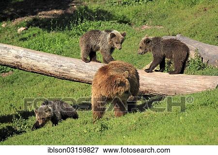 "Brown Bears (Ursus arctos), female with cubs, captive, Baden-Wurttemberg, Germany, Europe" View Large Photo Image Stock Photo - "Brown Bears (Ursus arctos), female with cubs, captive, Baden-Wurttemberg, Germany, Europe". Fotosearch