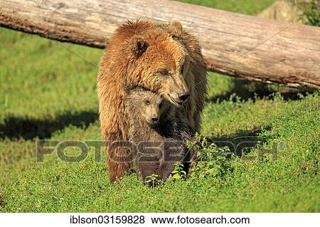 "Brown Bears (Ursus arctos), female with a cub, captive, Baden-Wurttemberg, Germany, Europe" View Large Photo Image Stock Photo - "Brown Bears (Ursus arctos), female with a cub, captive, Baden-Wurttemberg, Germany, Europe". Fotosearch