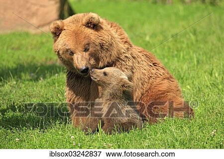 "Brown Bears (Ursus arctos), female with cub, captive, Baden-Wurttemberg, Germany, Europe" View Large Photo Image Stock Photo - "Brown Bears (Ursus arctos), female with cub, captive, Baden-Wurttemberg, Germany, Europe". Fotosearch