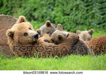 "Brown Bears (Ursus arctos), female suckling cubs, captive, Baden-Wurttemberg, Germany, Europe" View Large Photo Image Stock Photograph - "Brown Bears (Ursus arctos), female suckling cubs, captive, Baden-Wurttemberg, Germany, Europe". Fotosearch