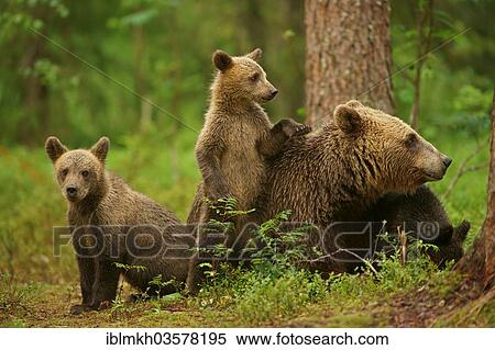 "Brown Bears (Ursus arctos), female with cubs, Suomussalmi, Kainuu, Finland, Europe" View Large Photo Image Stock Photography - "Brown Bears (Ursus arctos), female with cubs, Suomussalmi, Kainuu, Finland, Europe". Fotosearch