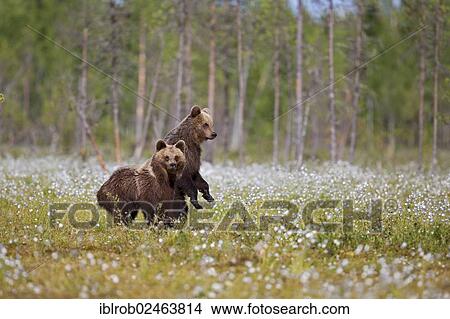 "Brown Bears (Ursus arctos) in a bog with cotton grass, Finland, Europe" View Large Photo Image Picture - "Brown Bears (Ursus arctos) in a bog with cotton grass, Finland, Europe". Fotosearch