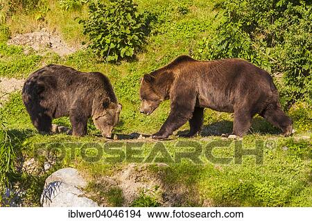 Picture - "Brown bears (Ursus arctos) in the Barenpark Bern, enclosure, Bern, Canton of Bern, Switzerland, Europe". Fotosearch