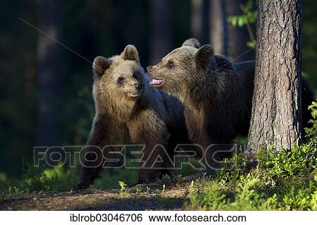 "Brown Bears (Ursus arctos), Karelia, Finland, Europe" View Large Photo Image Stock Photograph - "Brown Bears (Ursus arctos), Karelia, Finland, Europe". Fotosearch
