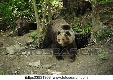 "Brown Bears (Ursus arctos), mother with her cubs, 4 months, wandering through the forest, Langenberg Zoo, Adliswil, Canton of Zurich, Switzerland, Europe" View Large Photo Image Stock Image - "Brown Bears (Ursus arctos), mother with her cubs, 4 months, wandering through the forest, Langenberg Zoo, Adliswil, Canton of Zurich, Switzerland, Europe". Fotosearch