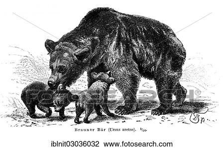 Stock Image - "Brown bears (Ursus arctos), illustration from Meyers Encyclopedia, 1897". Fotosearch