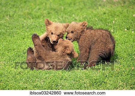 "Brown Bears (Ursus arctos), three cubs playing, captive, Baden-Wurttemberg, Germany, Europe" View Large Photo Image Stock Image - "Brown Bears (Ursus arctos), three cubs playing, captive, Baden-Wurttemberg, Germany, Europe". Fotosearch