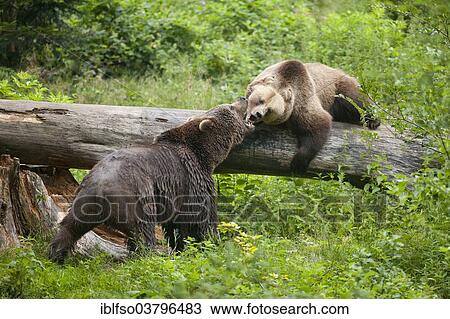 "Brown Bears (Ursus arctos), two bears arguing, animal enclosure, Bavarian Forest National Park, Neuschonau, Lower Bavaria, Bavaria, Germany, Europe" View Large Photo Image Stock Image - "Brown Bears (Ursus arctos), two bears arguing, animal enclosure, Bavarian Forest National Park, Neuschonau, Lower Bavaria, Bavaria, Germany, Europe". Fotosearch