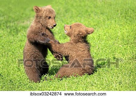 "Brown Bears (Ursus arctos), two cubs playing, captive, Baden-Wurttemberg, Germany, Europe" View Large Photo Image Picture - "Brown Bears (Ursus arctos), two cubs playing, captive, Baden-Wurttemberg, Germany, Europe". Fotosearch
