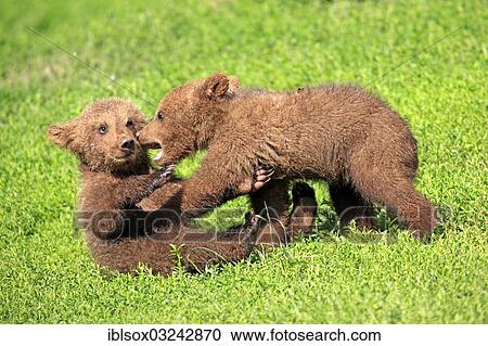 "Brown Bears (Ursus arctos), two cubs playing, captive, Baden-Wurttemberg, Germany, Europe" View Large Photo Image Stock Image - "Brown Bears (Ursus arctos), two cubs playing, captive, Baden-Wurttemberg, Germany, Europe". Fotosearch